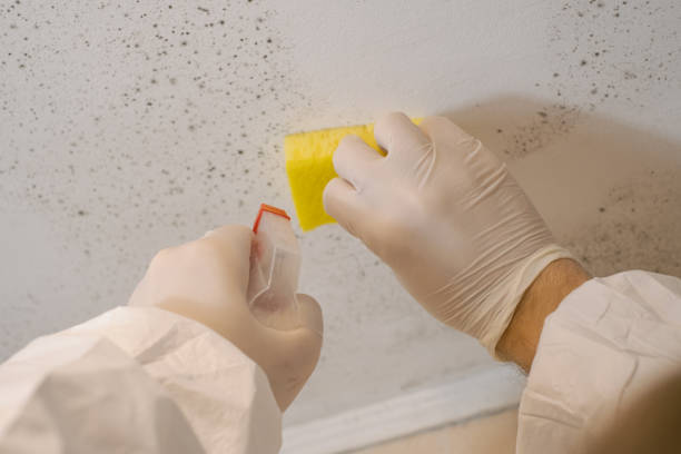 Best Mold Odor Removal Services  in Garden Ridge, TX